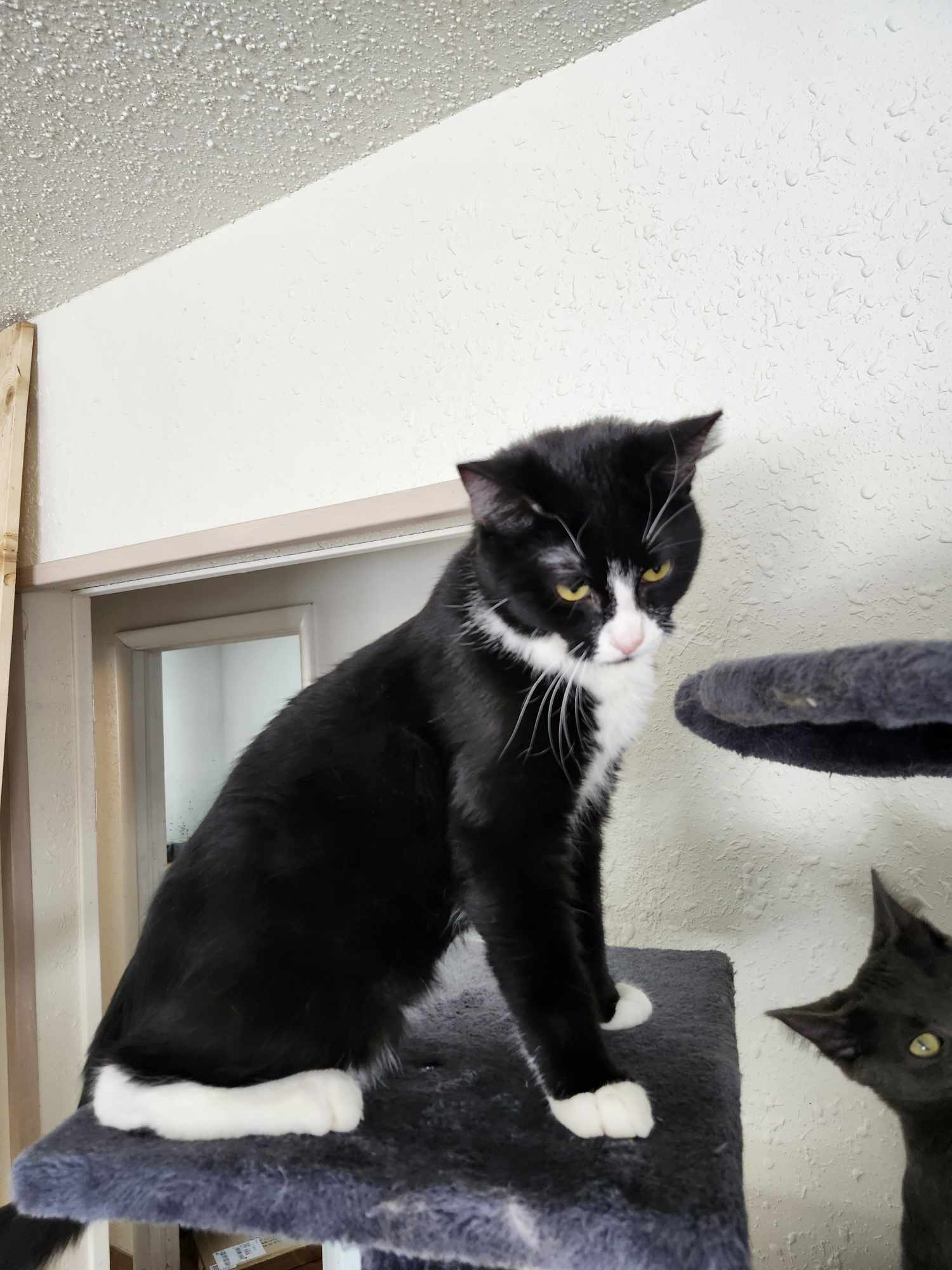 Checkers, an adoptable Tuxedo in Cut Bank, MT, 59427 | Photo Image 5