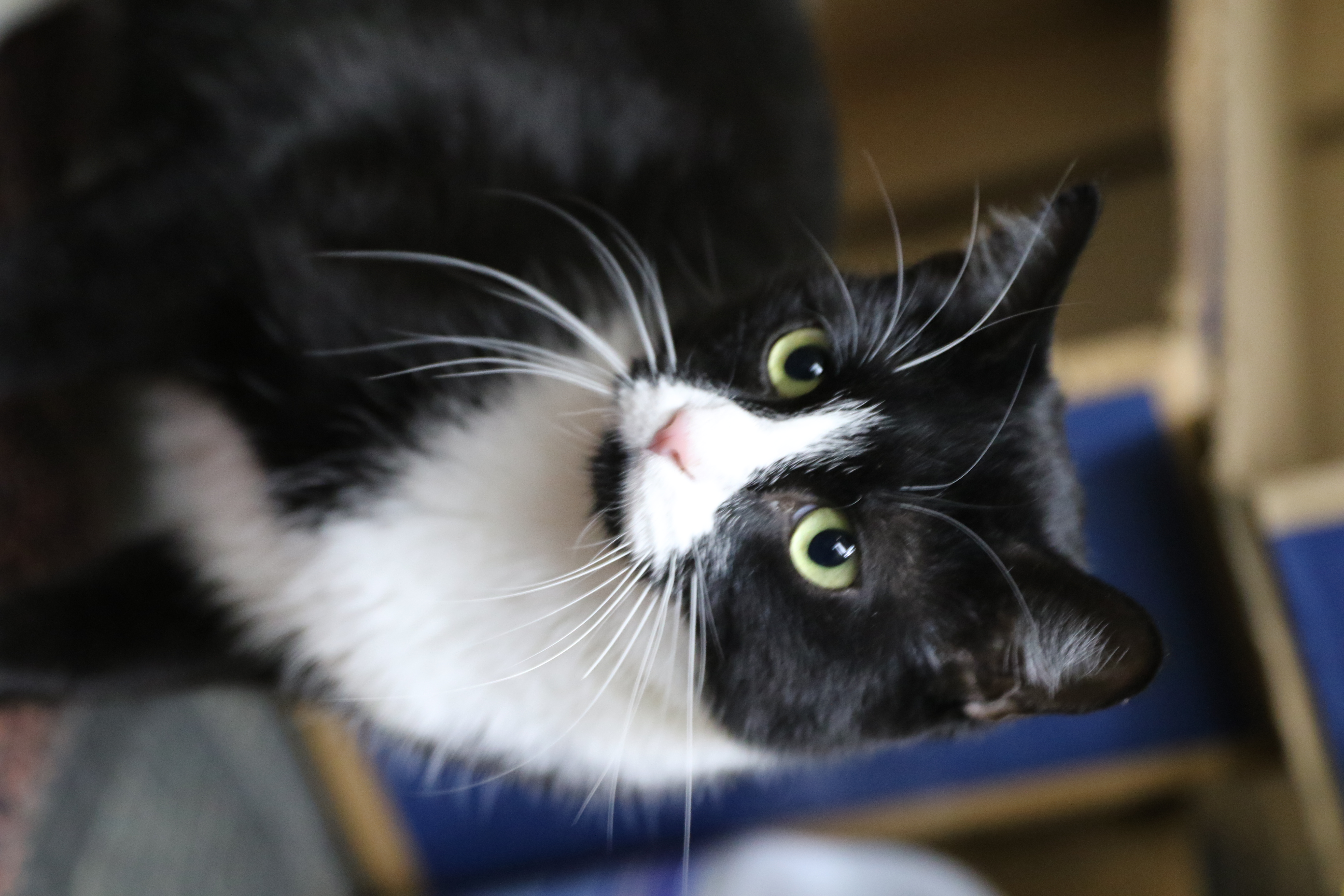 Checkers, an adoptable Tuxedo in Cut Bank, MT, 59427 | Photo Image 1