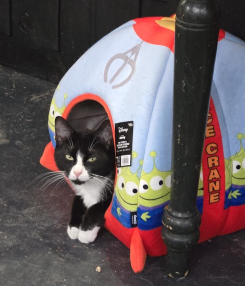 Checkers, an adoptable Tuxedo in Cut Bank, MT, 59427 | Photo Image 4