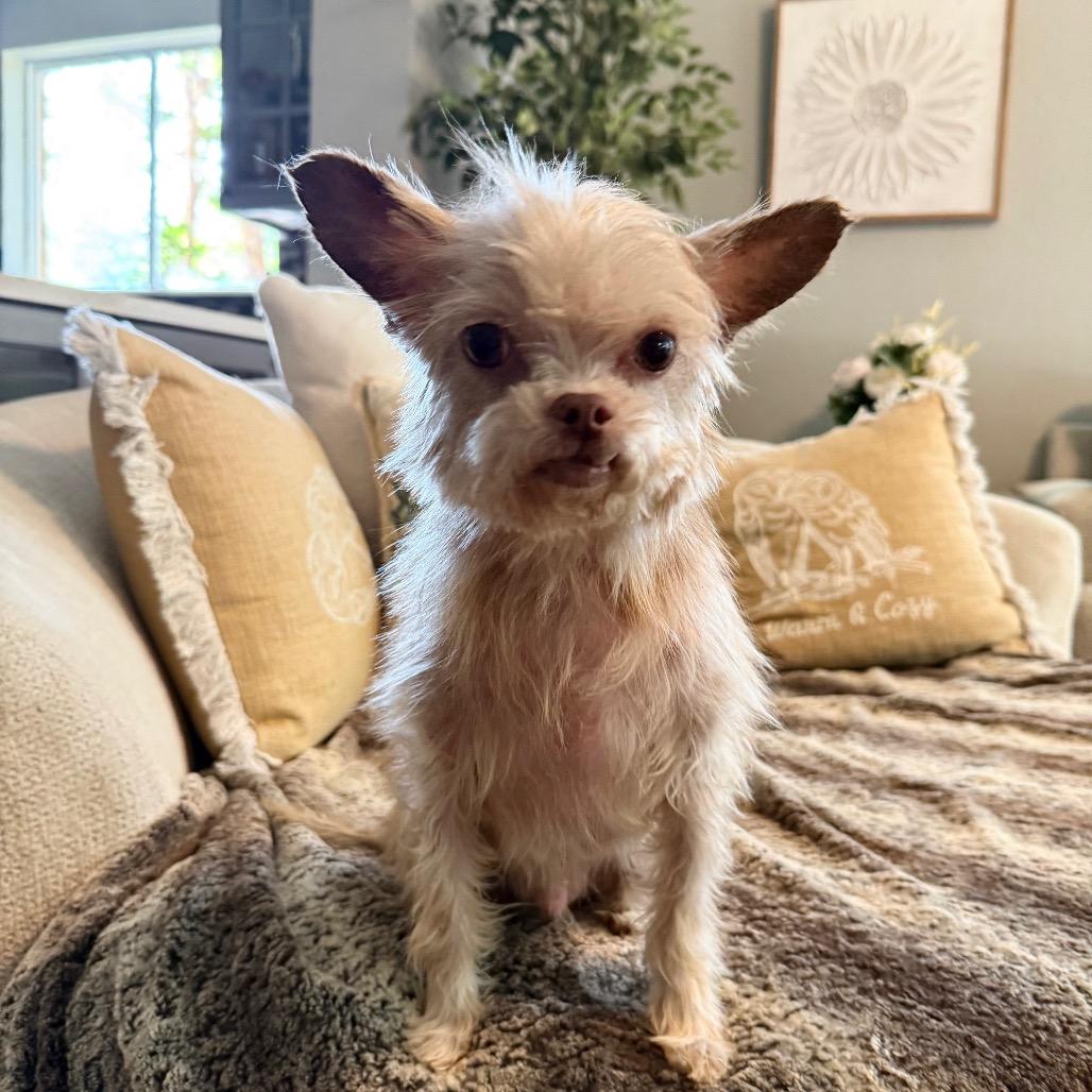 Mickey, Adoptable, Adult Male Shih Tzu & Chihuahua.