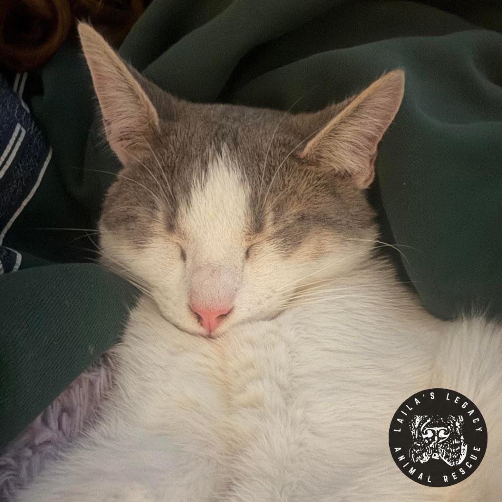 Grayson, Adoptable, Young Male Domestic Short Hair.