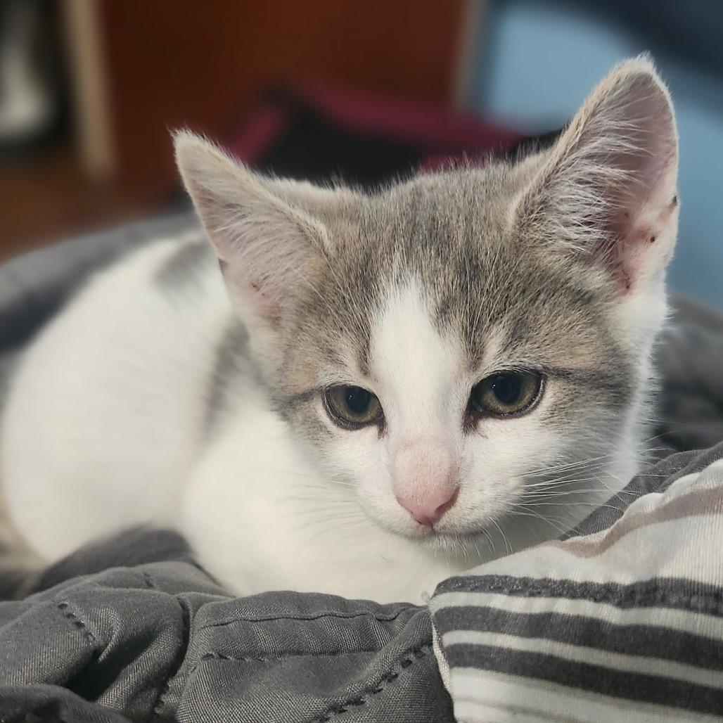 Enlarge Grayson, a Adoptable Domestic Short Hair in Washington, DC image 2/6