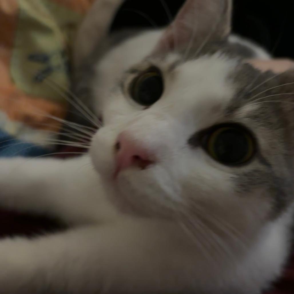 Enlarge Grayson, a Adoptable Domestic Short Hair in Washington, DC image 3/6