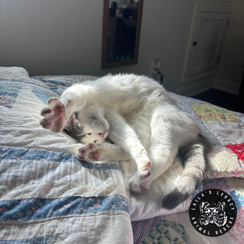 Enlarge Grayson, a Adoptable Domestic Short Hair in Washington, DC image 4/6