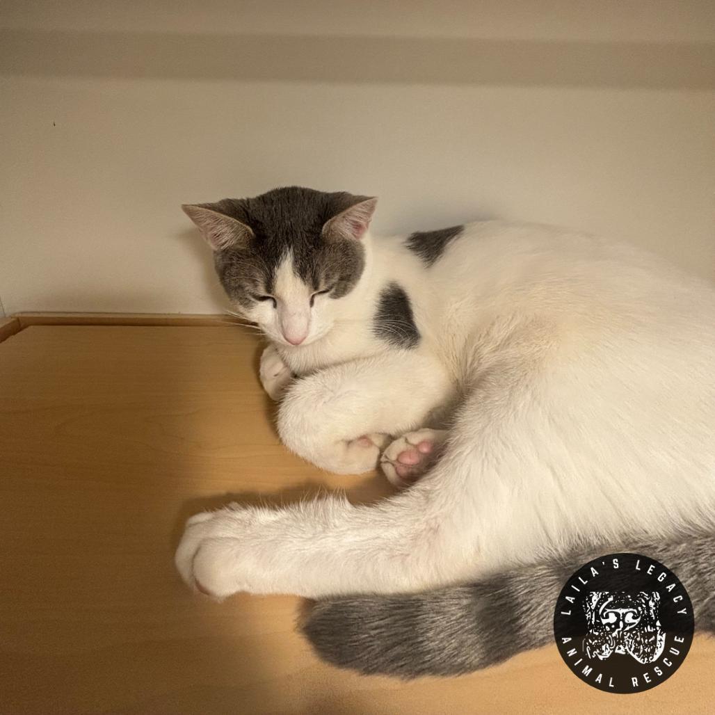 Enlarge Grayson, a Adoptable Domestic Short Hair in Washington, DC image 5/6