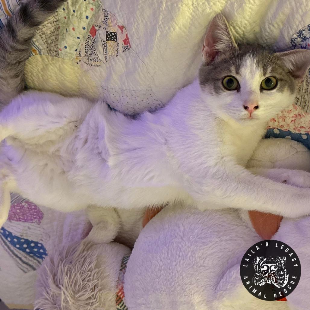 Enlarge Grayson, a Adoptable Domestic Short Hair in Washington, DC image 6/6