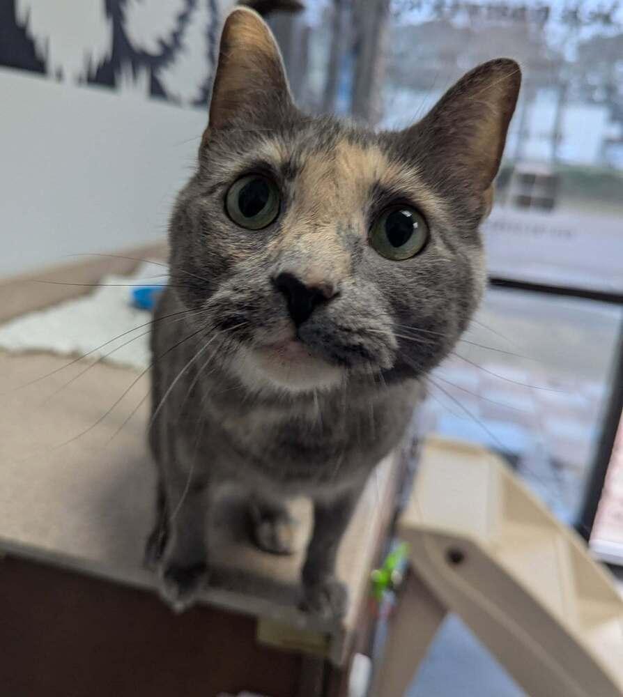 Enlarge Fern, a Adoptable Domestic Short Hair in Raleigh, NC image 1/3