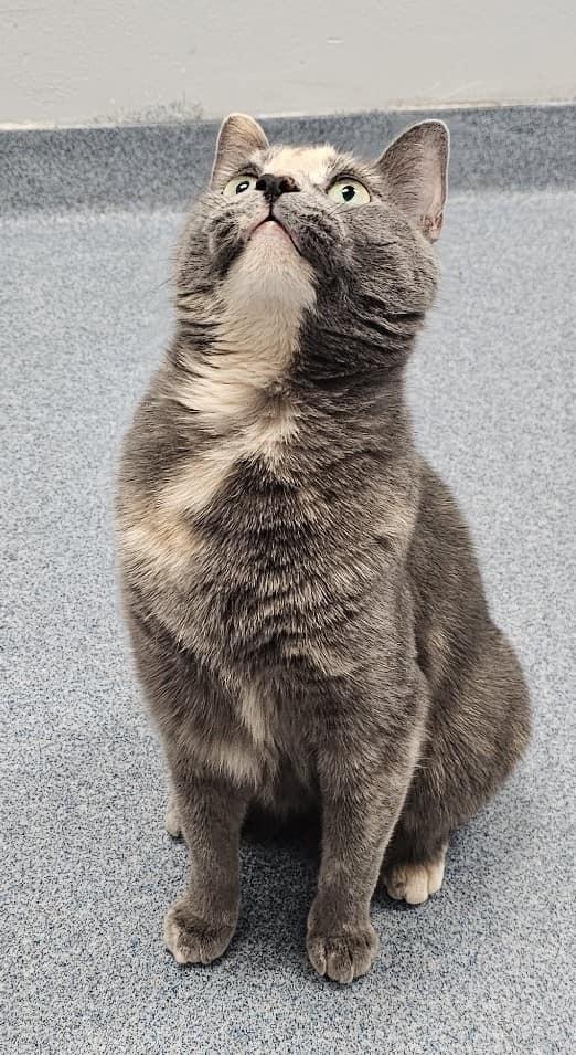 Enlarge Fern, a Adoptable Domestic Short Hair in Raleigh, NC image 2/3