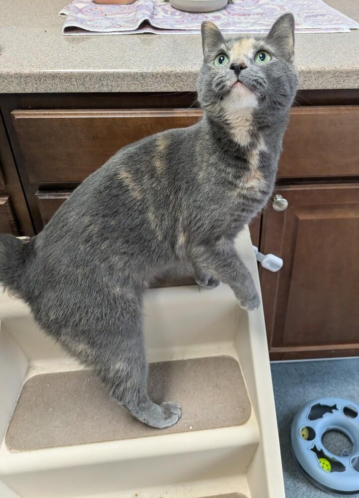 Enlarge Fern, a Adoptable Domestic Short Hair in Raleigh, NC image 3/3