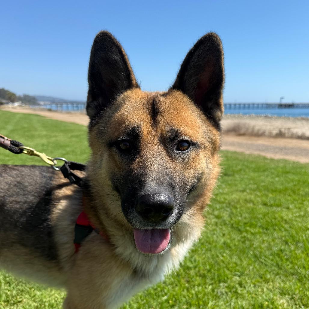 Rio, Adoptable, Adult Male German Shepherd Dog.