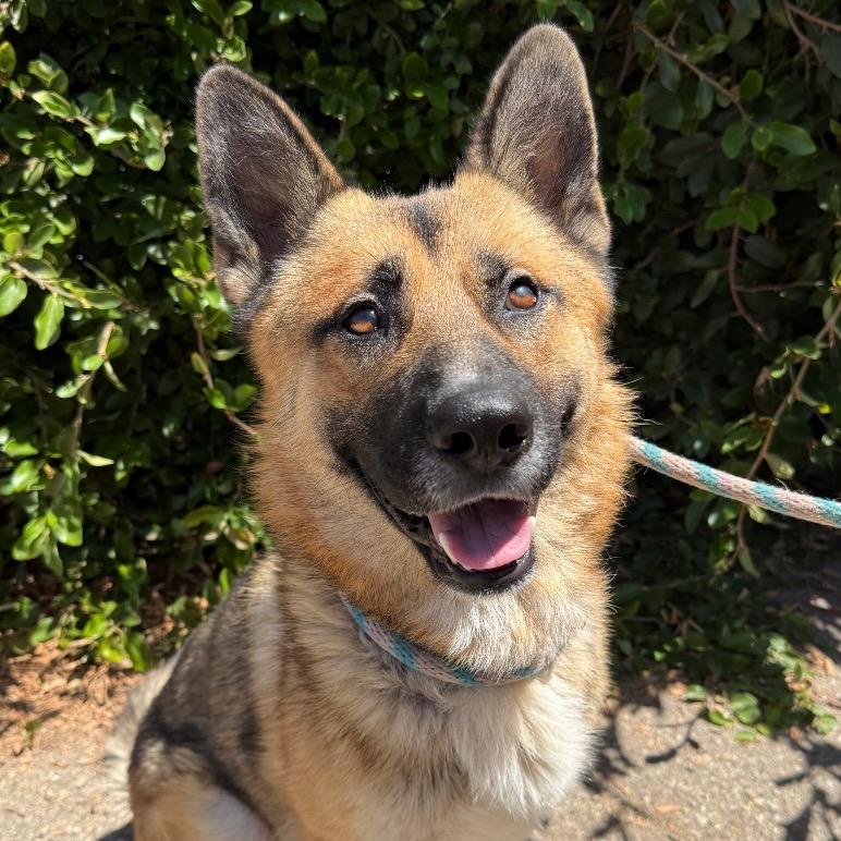 Enlarge Rio, a Adoptable German Shepherd Dog in Santa Barbara, CA image 2/6