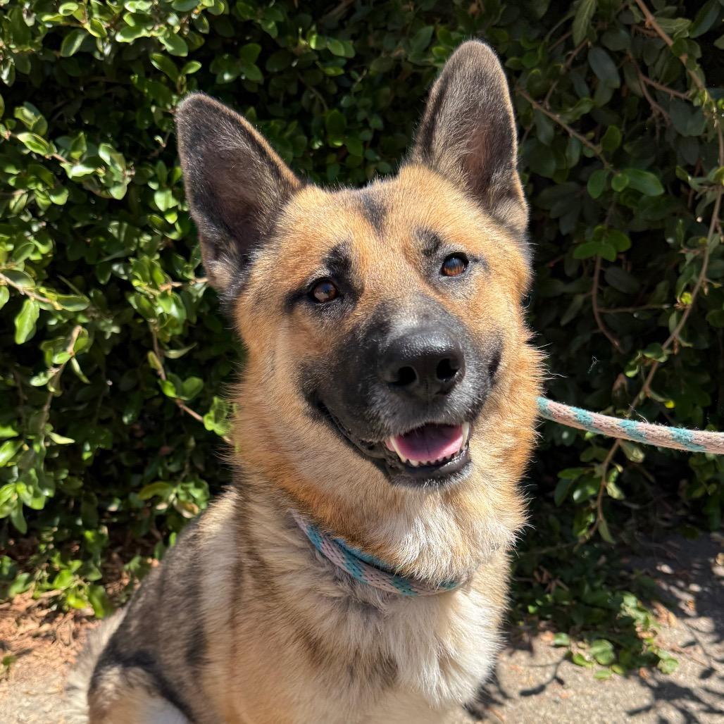 Enlarge Rio, a Adoptable German Shepherd Dog in Santa Barbara, CA image 3/6