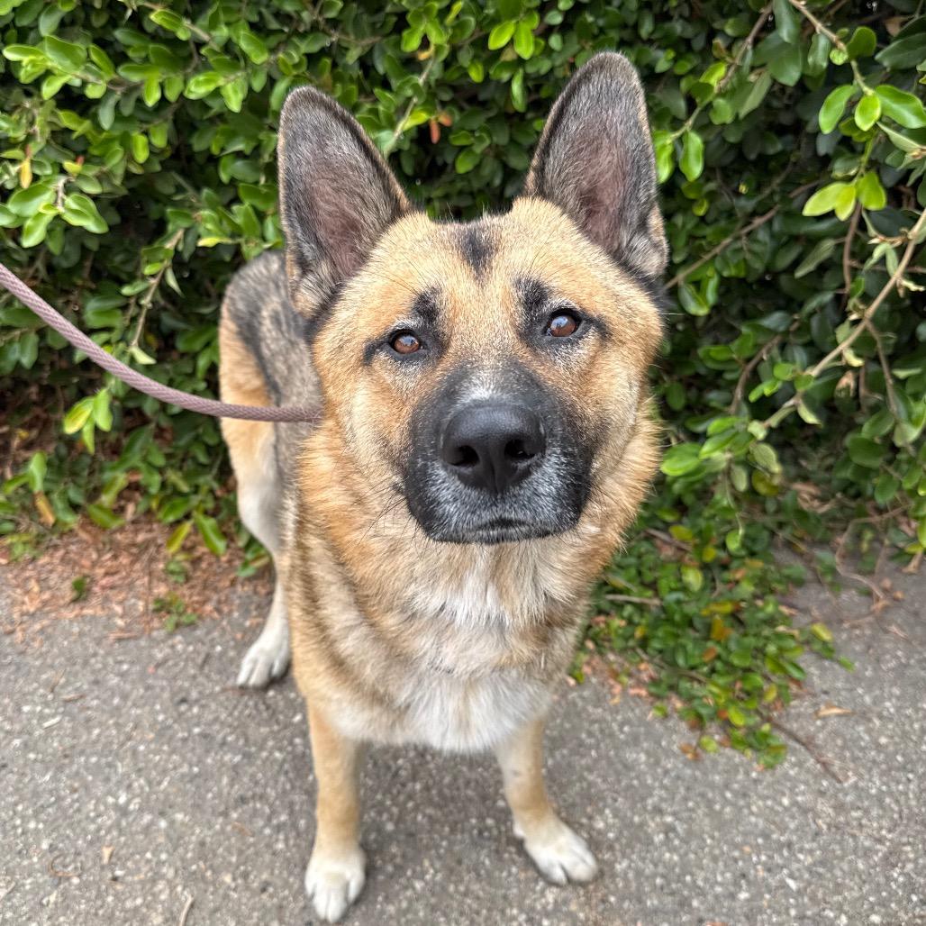 Enlarge Rio, a Adoptable German Shepherd Dog in Santa Barbara, CA image 4/6