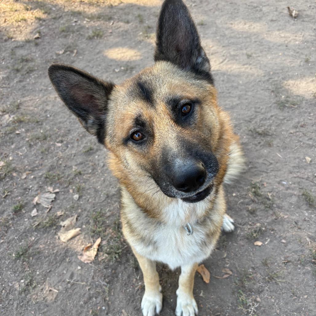Enlarge Rio, a Adoptable German Shepherd Dog in Santa Barbara, CA image 5/6