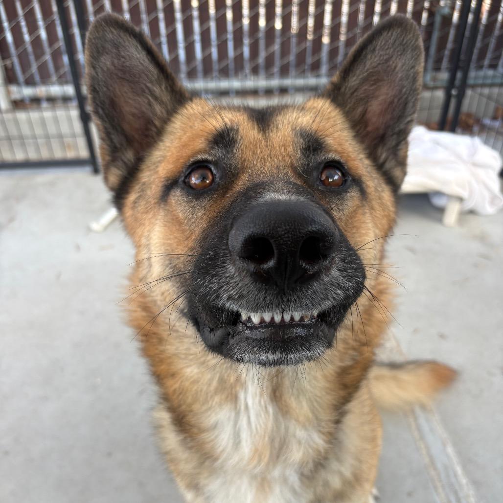 Enlarge Rio, a Adoptable German Shepherd Dog in Santa Barbara, CA image 6/6