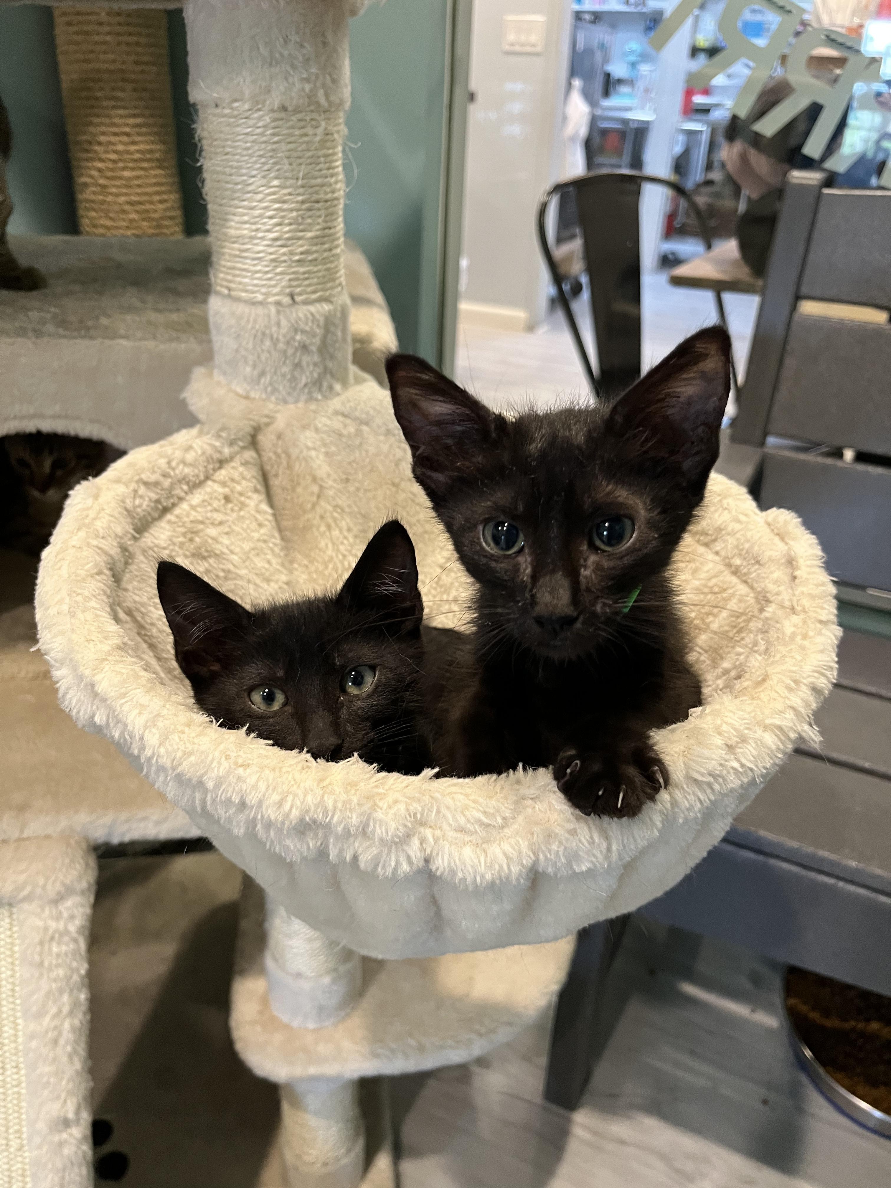 Black Bean (left), Young Male Domestic Short Hair