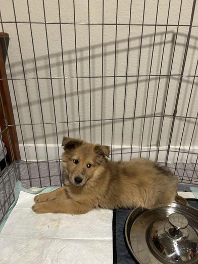 Lotus — thumbnail 4