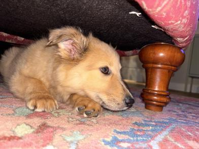 Lotus — thumbnail 5