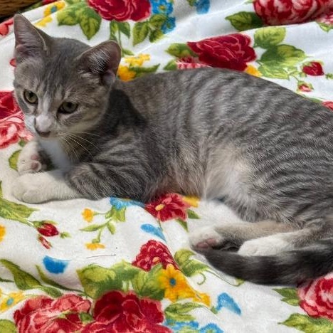 RUDY, ADOPTABLE, Young Male Domestic Short Hair.
