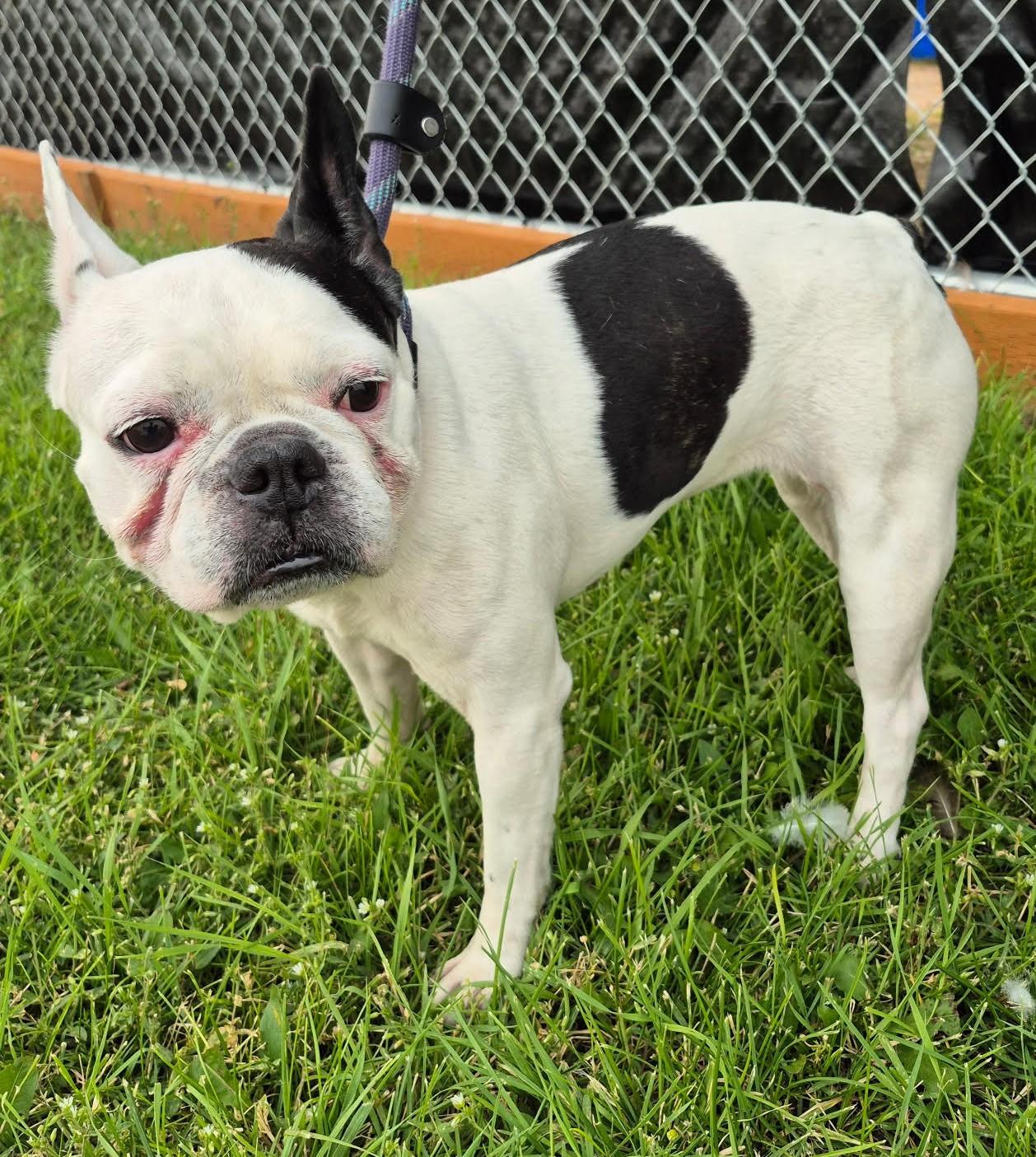 Lulu, ADOPTABLE, Adult Female Boston Terrier.