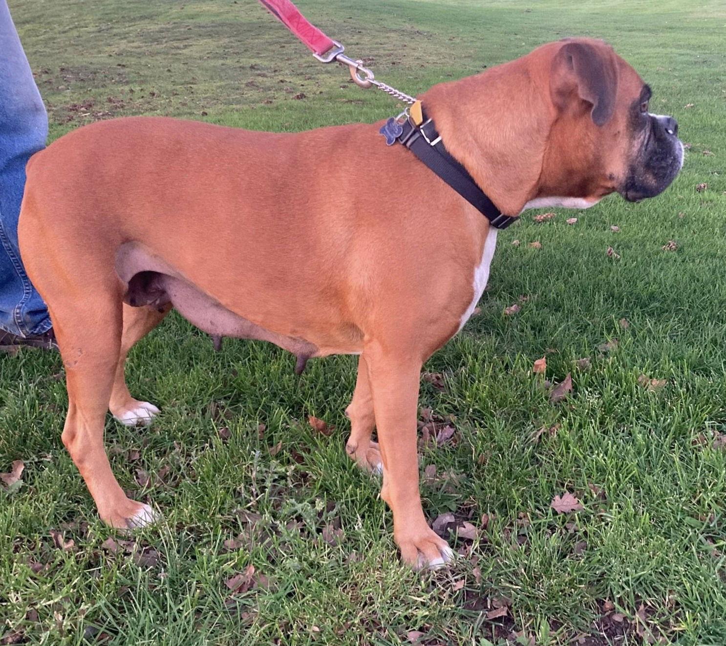 Harley 2025-1, a Adoptable Boxer in McMinnville, OR image 2/3