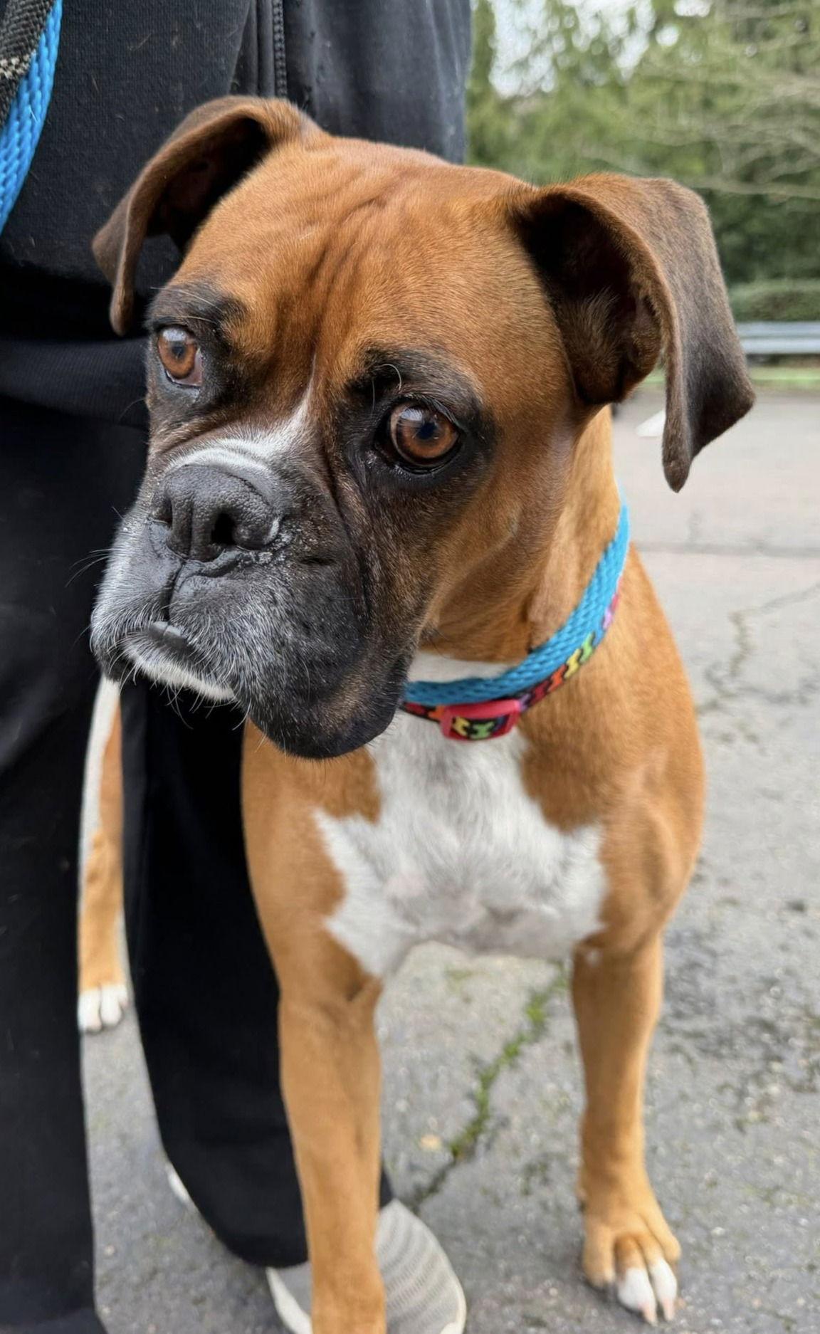 Harley 2025-1, a Adoptable Boxer in McMinnville, OR image 3/3