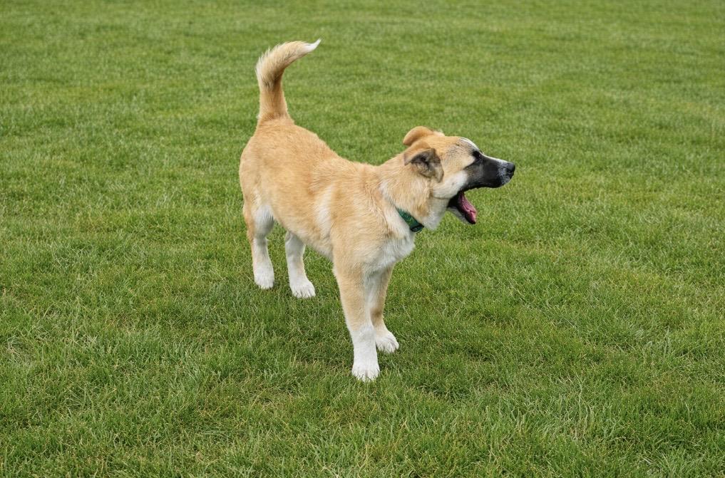 Enlarge Ajax , a ADOPTABLE mixed breed in Bonney Lake, WA image 6/6