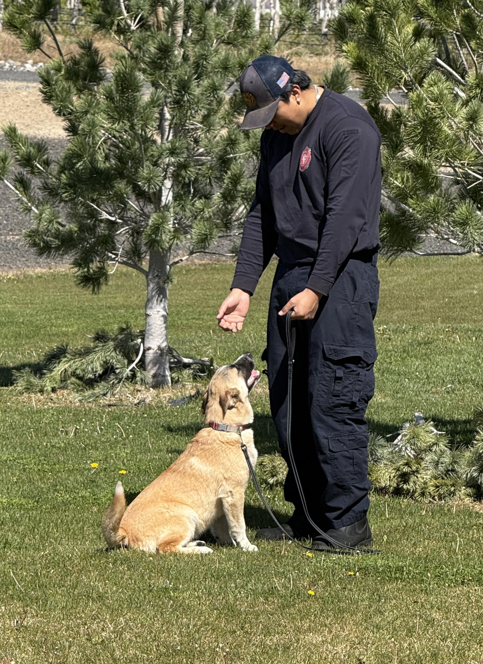 Ajax , ADOPTABLE, Young Male Anatolian Shepherd.