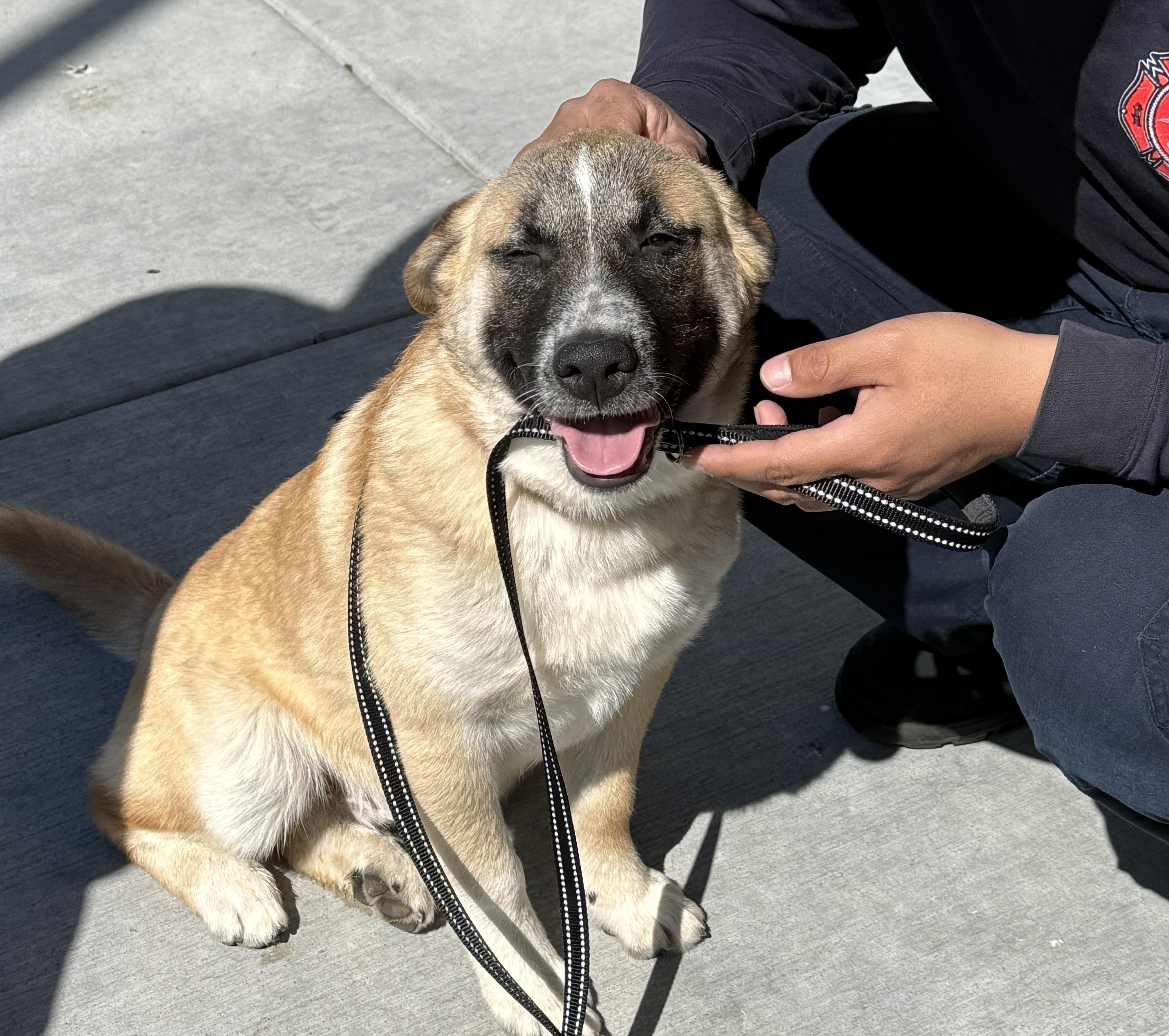 Enlarge Ajax , a ADOPTABLE mixed breed in Bonney Lake, WA image 3/6