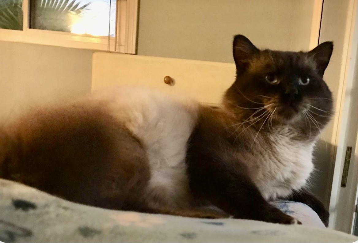 Chai, Adopted, Young Male Ragdoll.