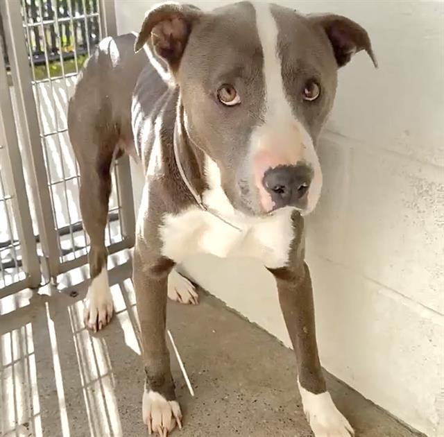 Enlarge COWPOKE, a Adoptable Pit Bull Terrier in Houston, TX image 1/1