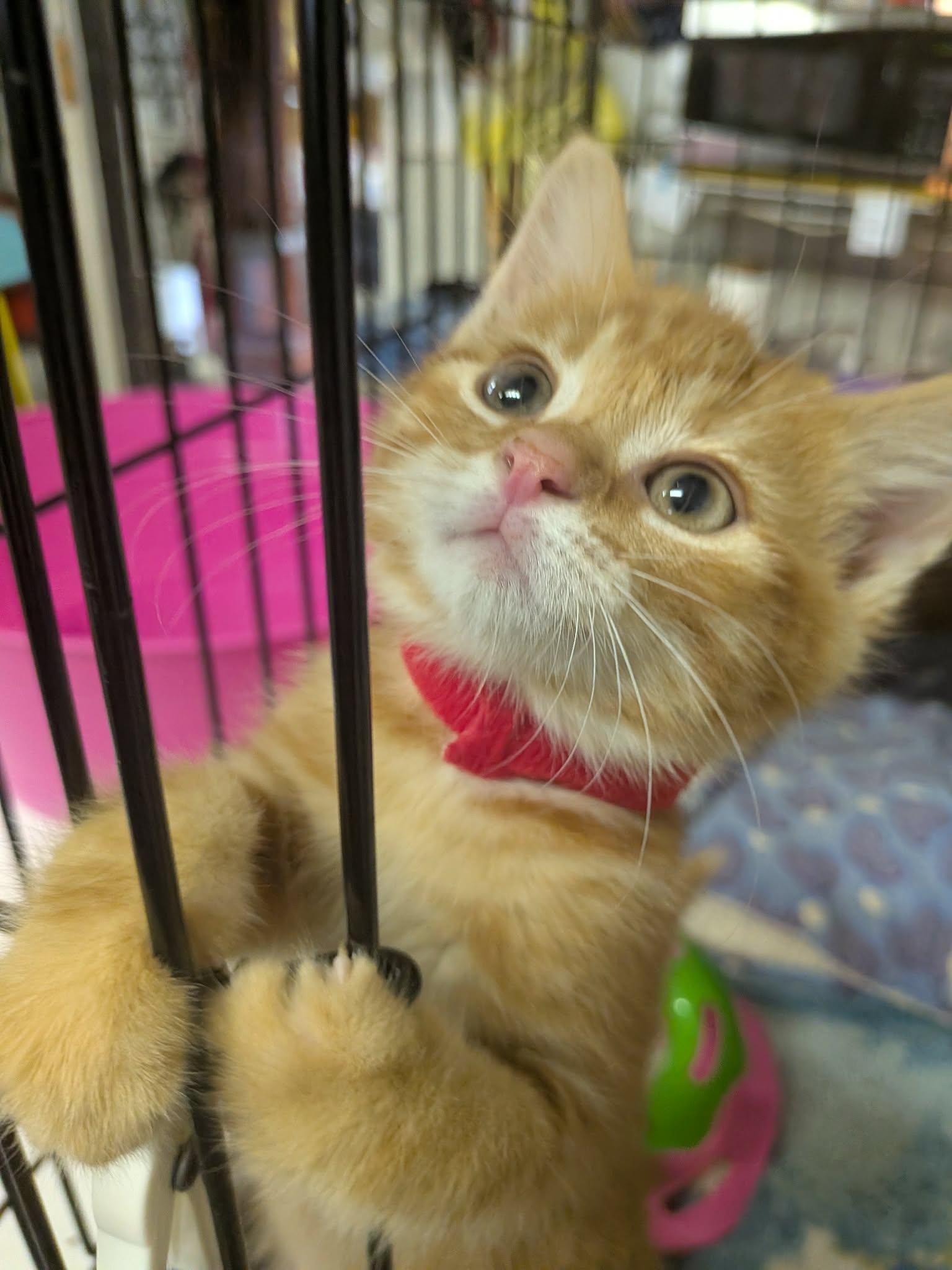 Enlarge Marley, a ADOPTABLE Domestic Short Hair in Midland, MI image 1/2