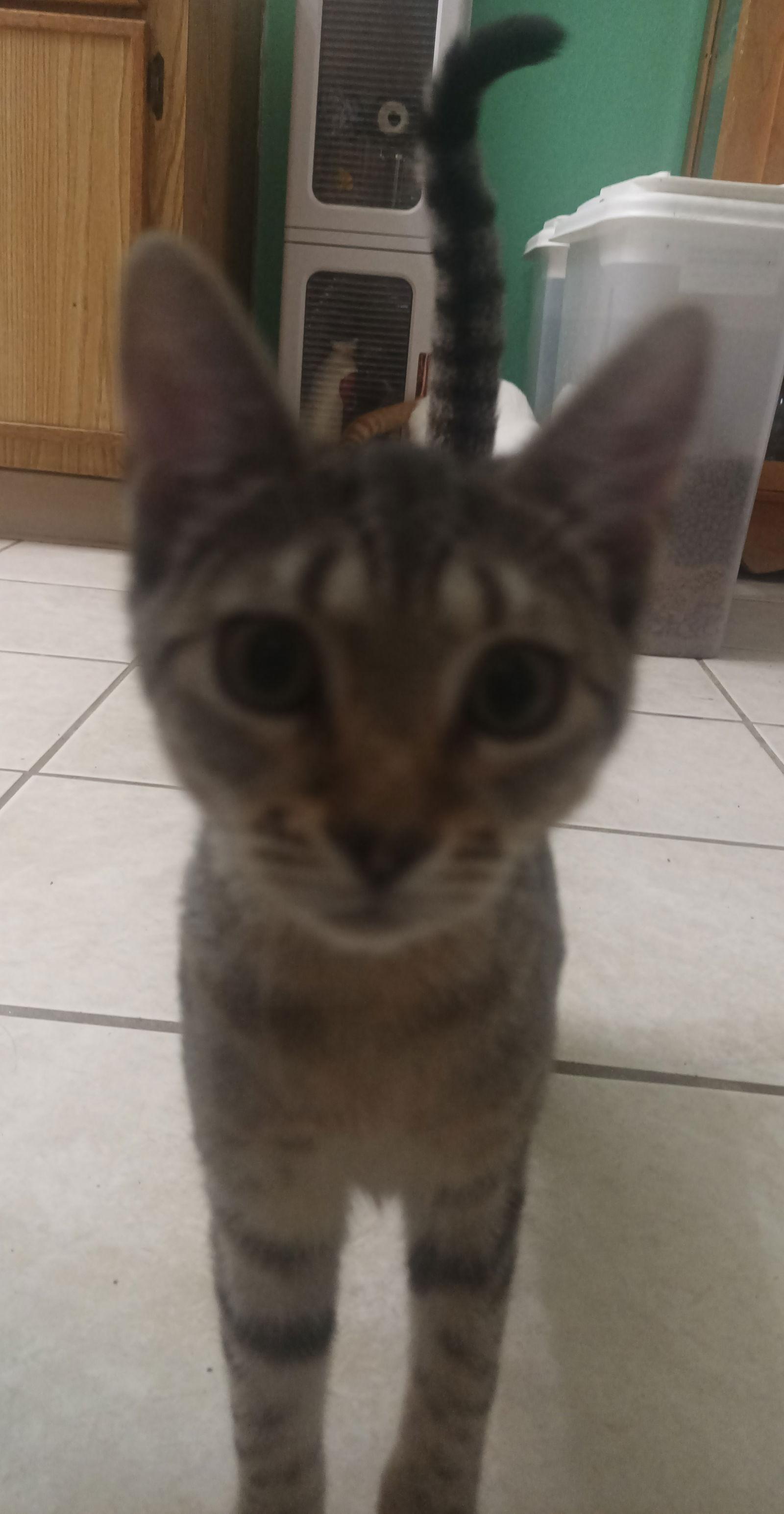 Enlarge Loretta Durkin, a Adoptable Domestic Short Hair in Tampa, FL image 2/3