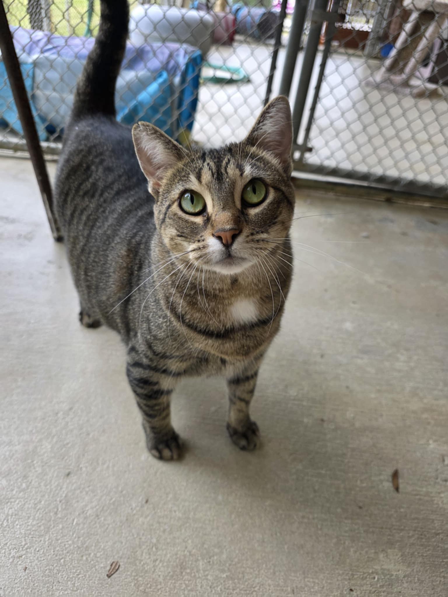 Helen *SPONSORED*, a ADOPTABLE Domestic Short Hair in Umatilla, FL image 1/3
