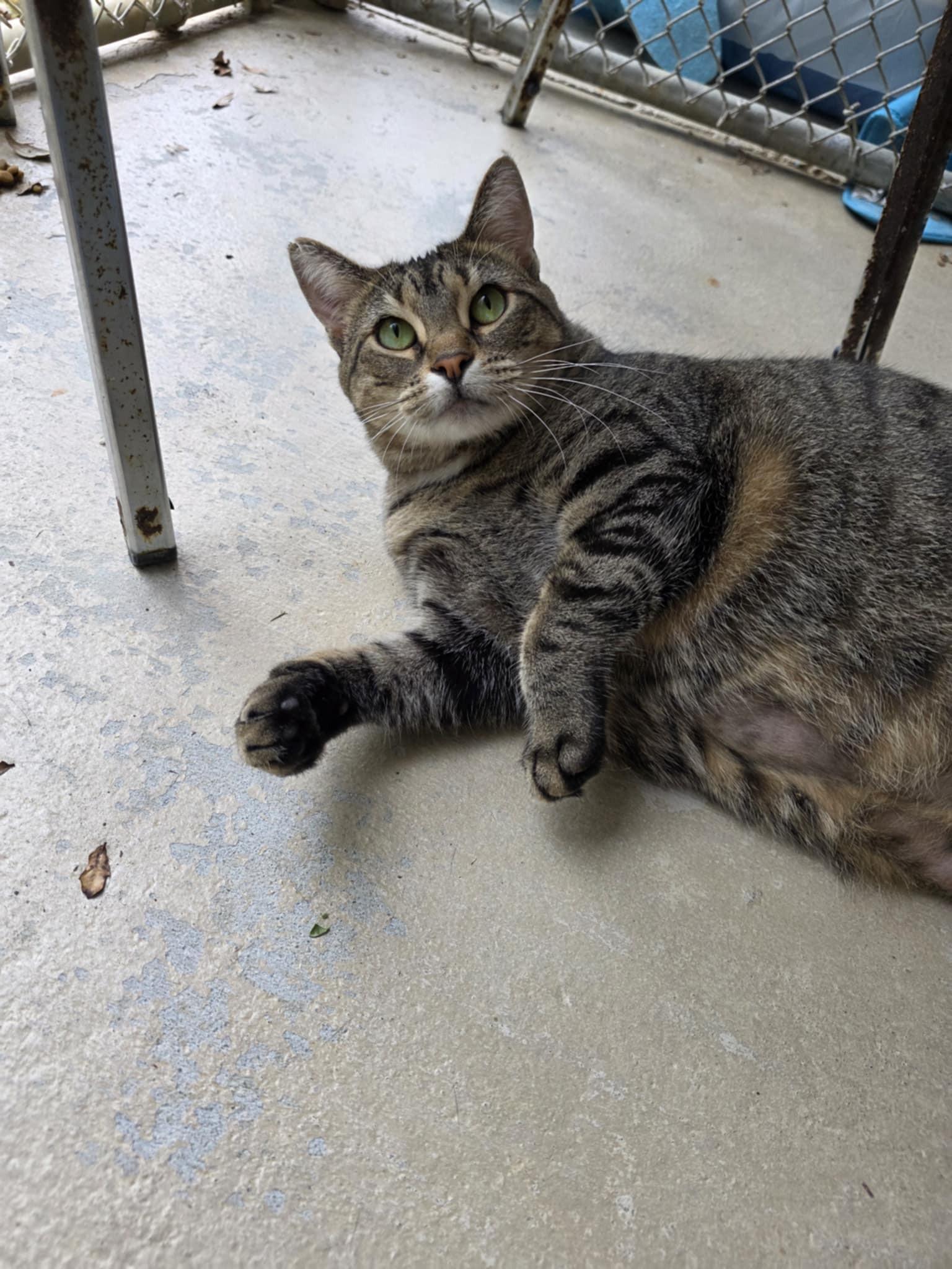 Helen *SPONSORED*, a ADOPTABLE Domestic Short Hair in Umatilla, FL image 2/3