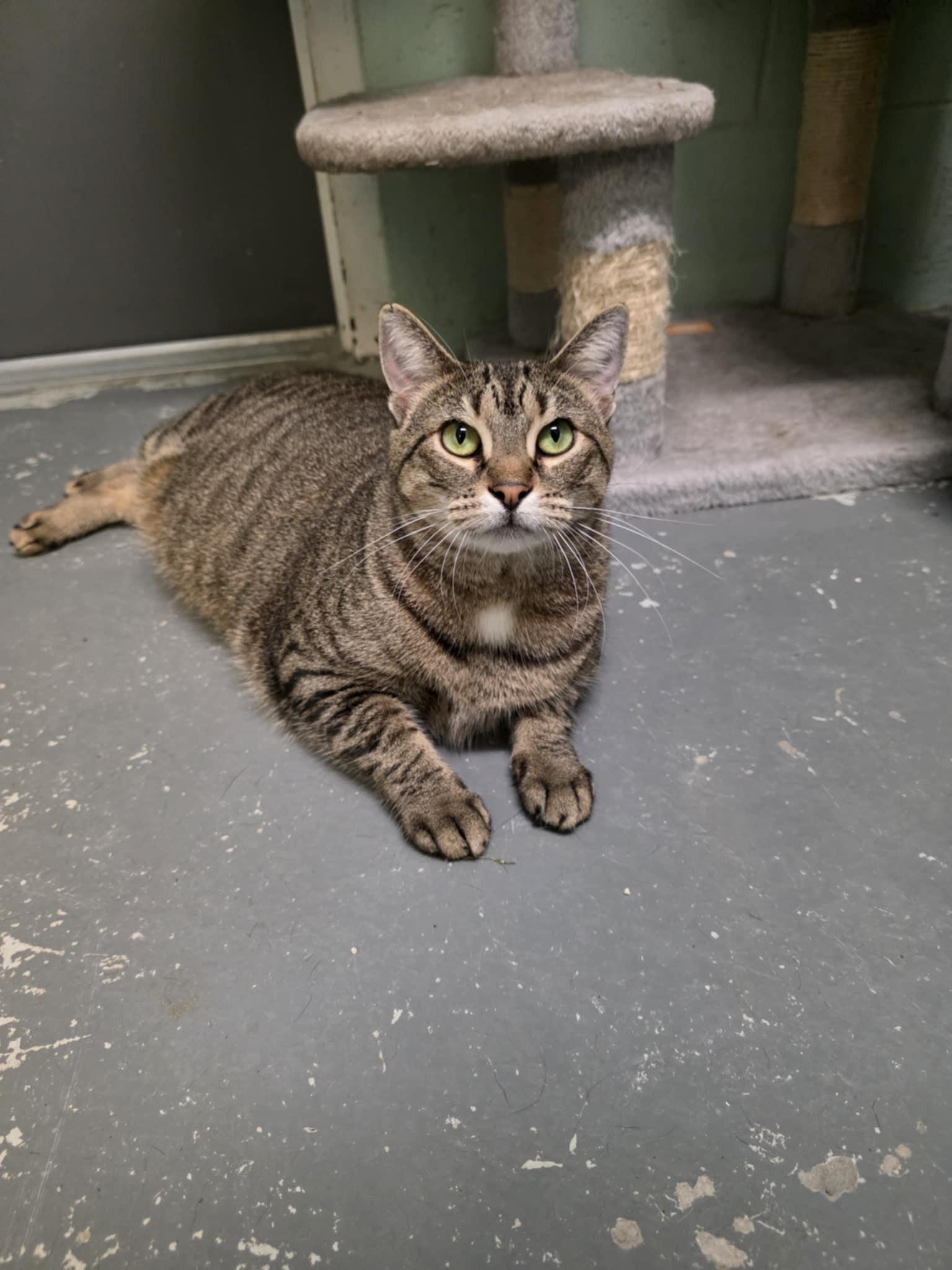 Helen *SPONSORED*, a ADOPTABLE Domestic Short Hair in Umatilla, FL image 3/3