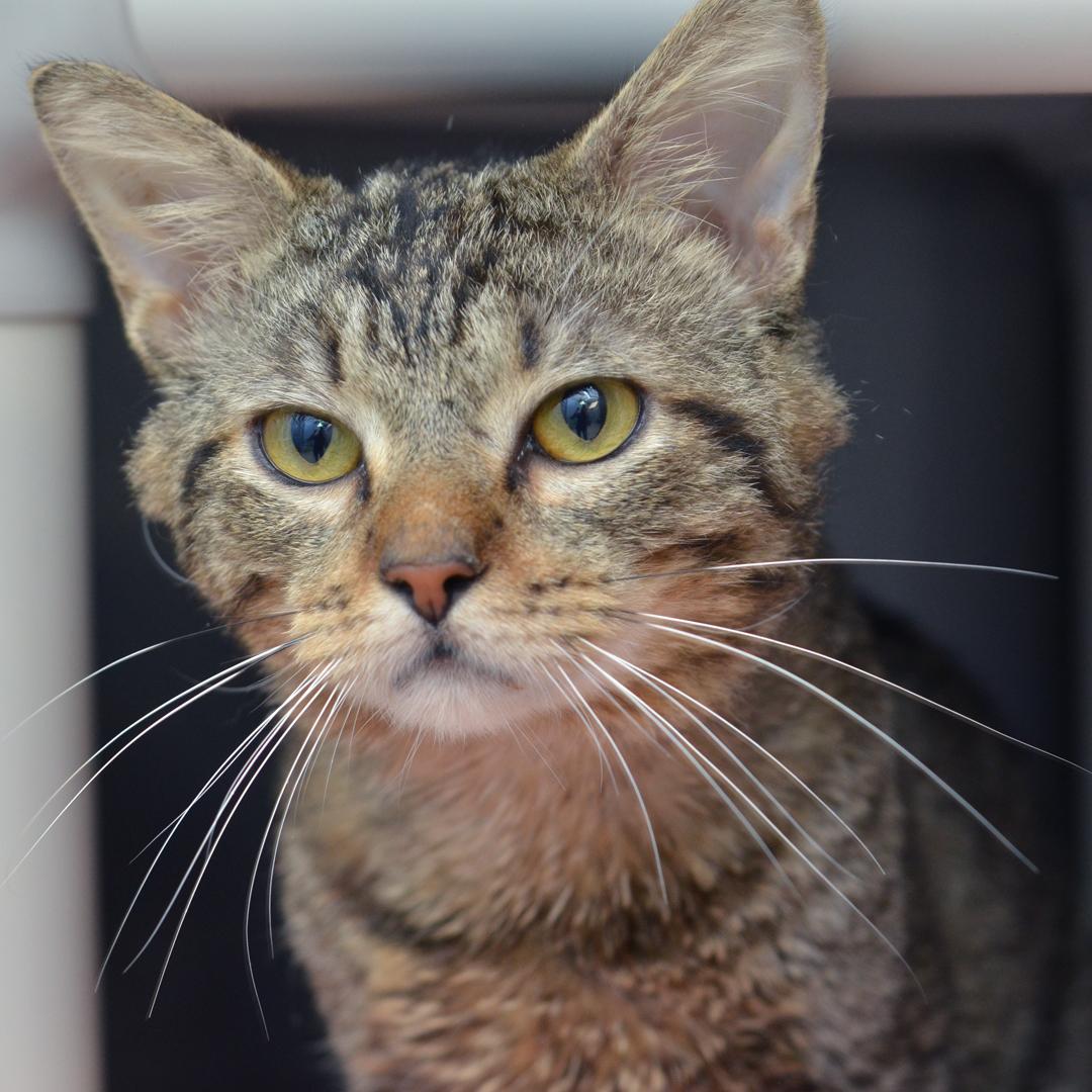 Kyle (FIV+) <-- SWEETIE!, a Adoptable mixed breed in Sanford, FL image 3/5