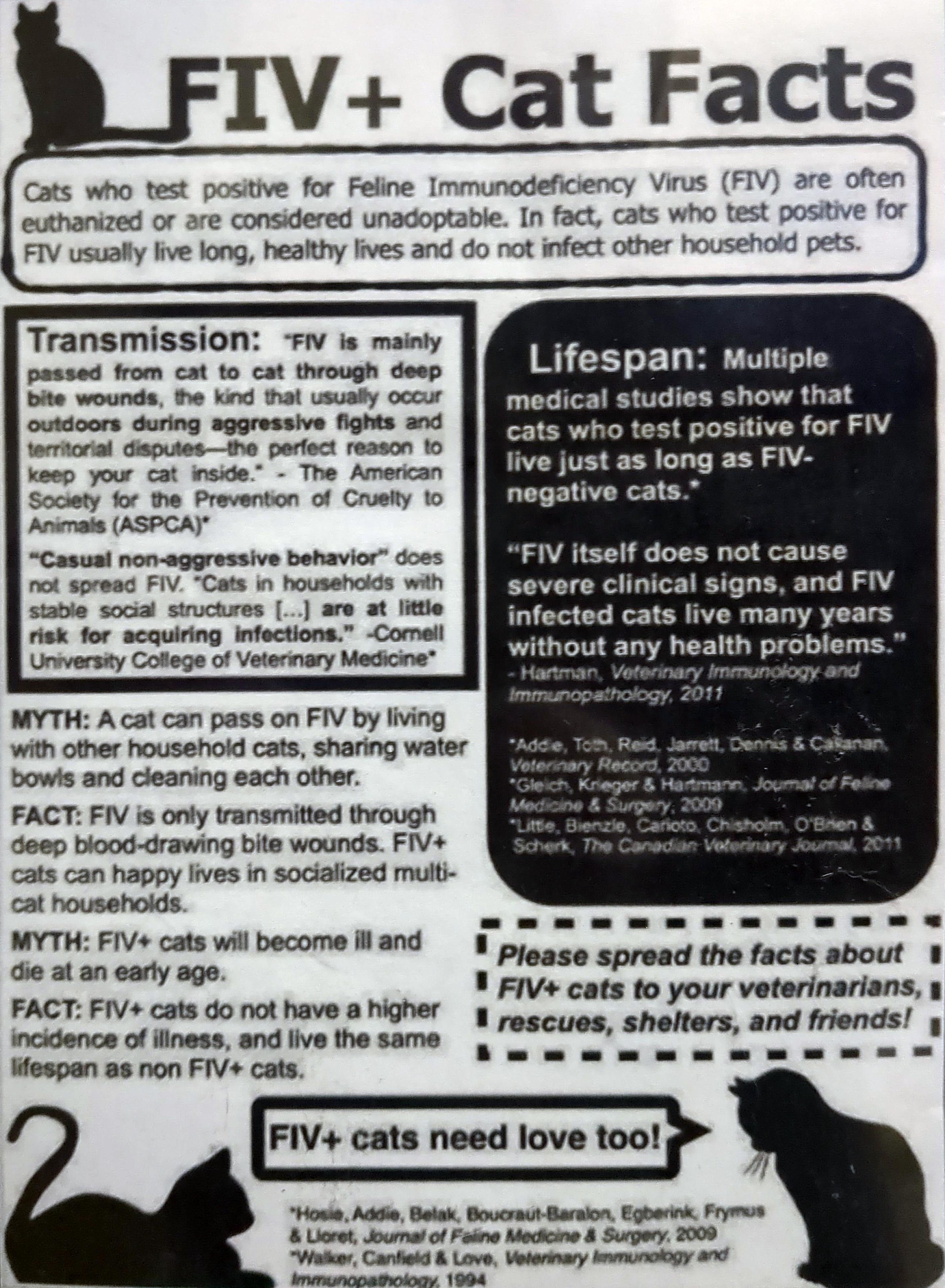 Kyle (FIV+) <-- SWEETIE!, a Adoptable mixed breed in Sanford, FL image 5/5