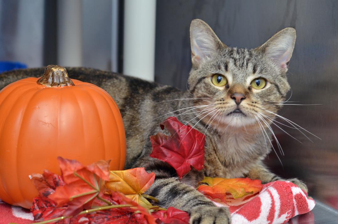 Kyle (FIV+) <-- SWEETIE!, a Adoptable mixed breed in Sanford, FL image 2/5