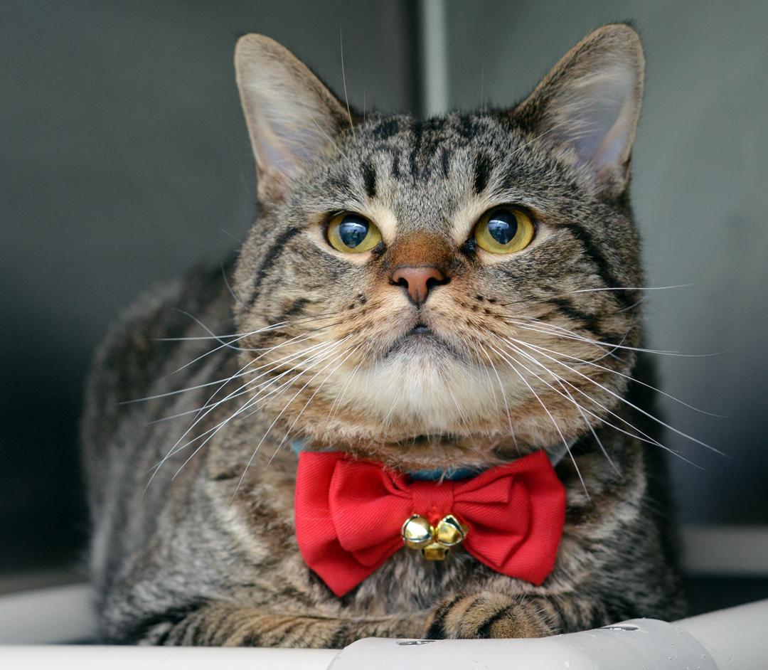 Kyle (FIV+) <-- SWEETIE!, a Adoptable mixed breed in Sanford, FL image 1/5