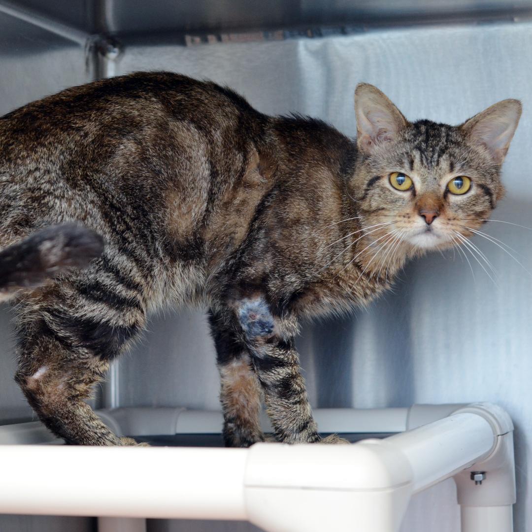 Kyle (FIV+) <-- SWEETIE!, a Adoptable mixed breed in Sanford, FL image 4/5