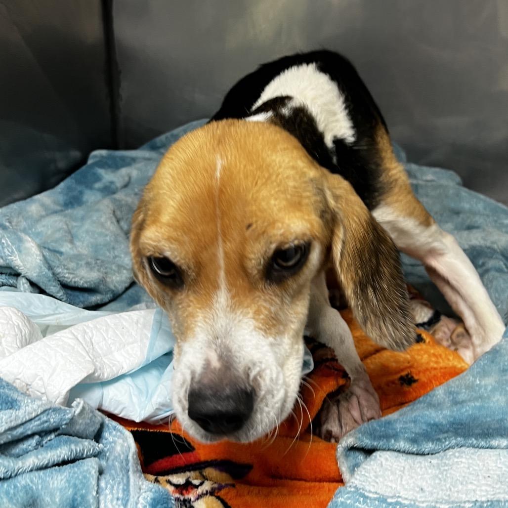 Enlarge Bailey, a Adoptable Beagle in Birmingham, AL image 2/2