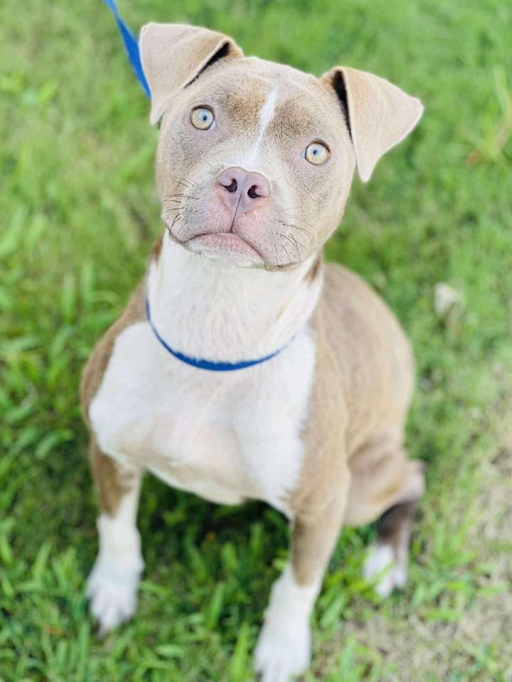 AC#3340 "Nahni", Adopted, Young Female Pit Bull Terrier.