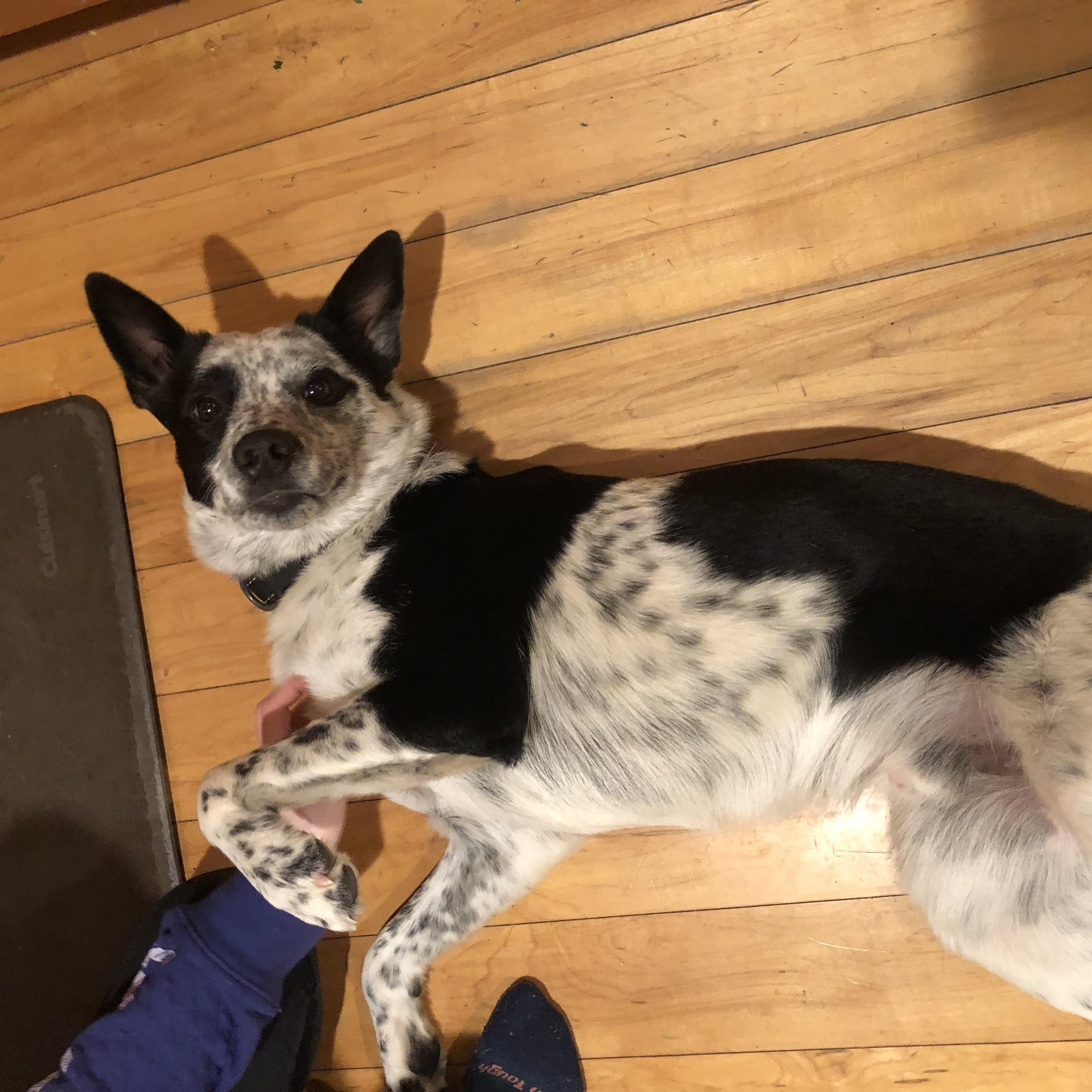 Enlarge Levi, an adopted mixed breed in Middlebury, VT image 3/5