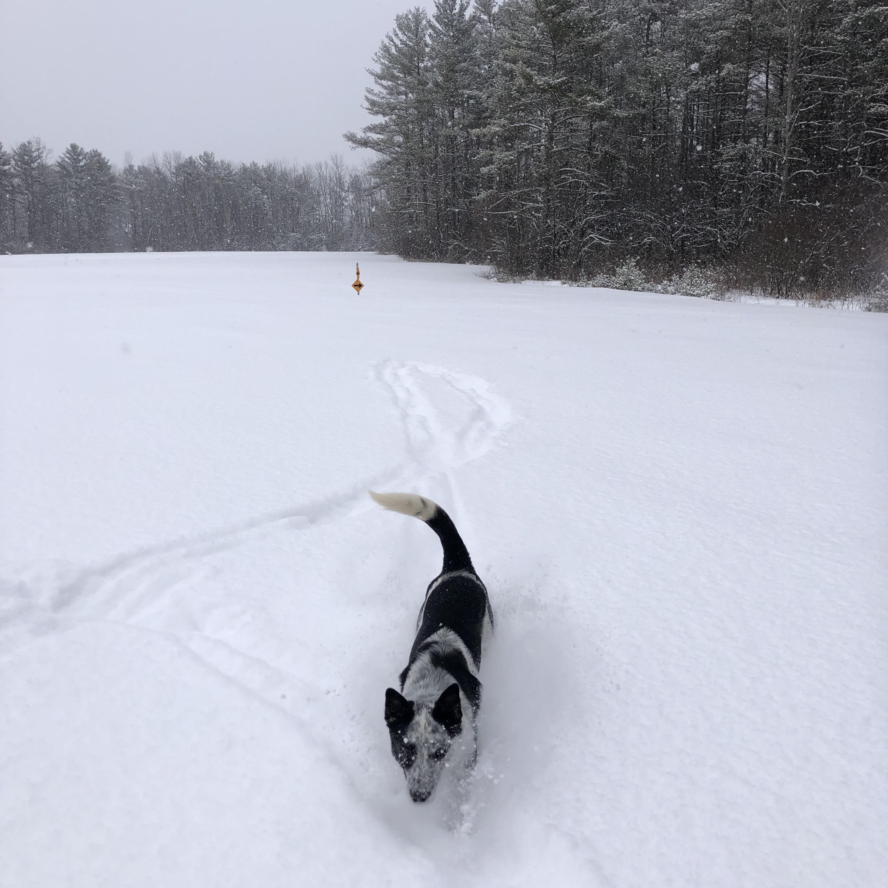 Enlarge Levi, an adopted mixed breed in Middlebury, VT image 5/5