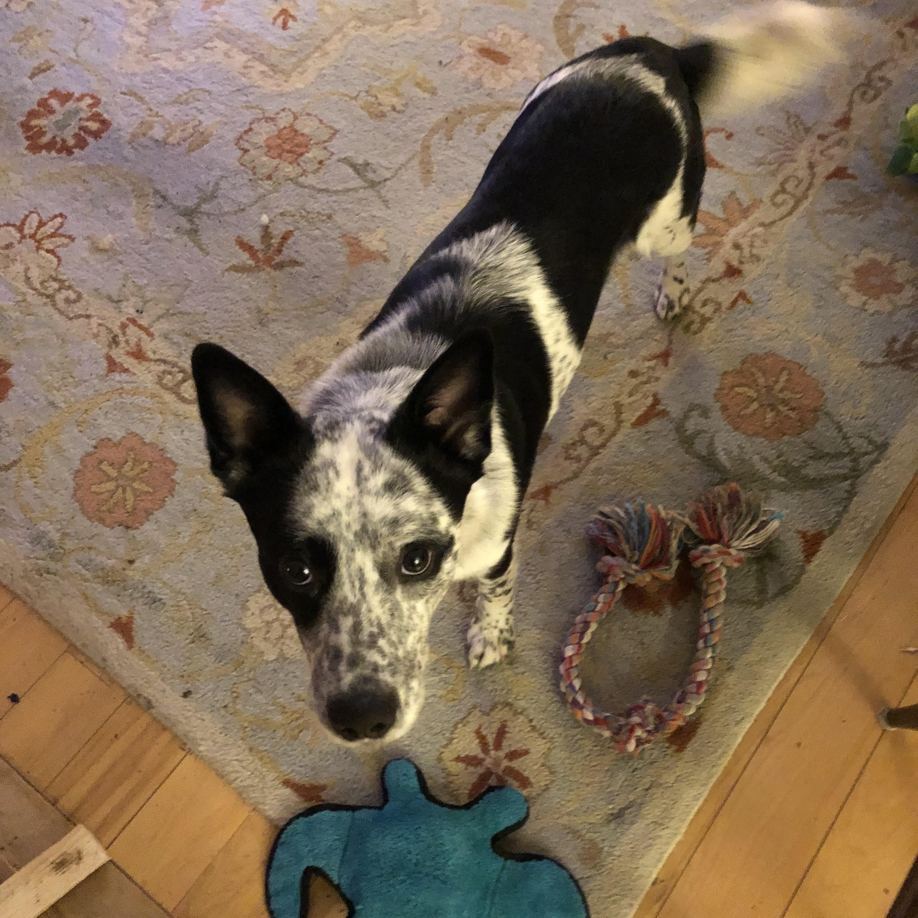 Enlarge Levi, an adopted mixed breed in Middlebury, VT image 1/5