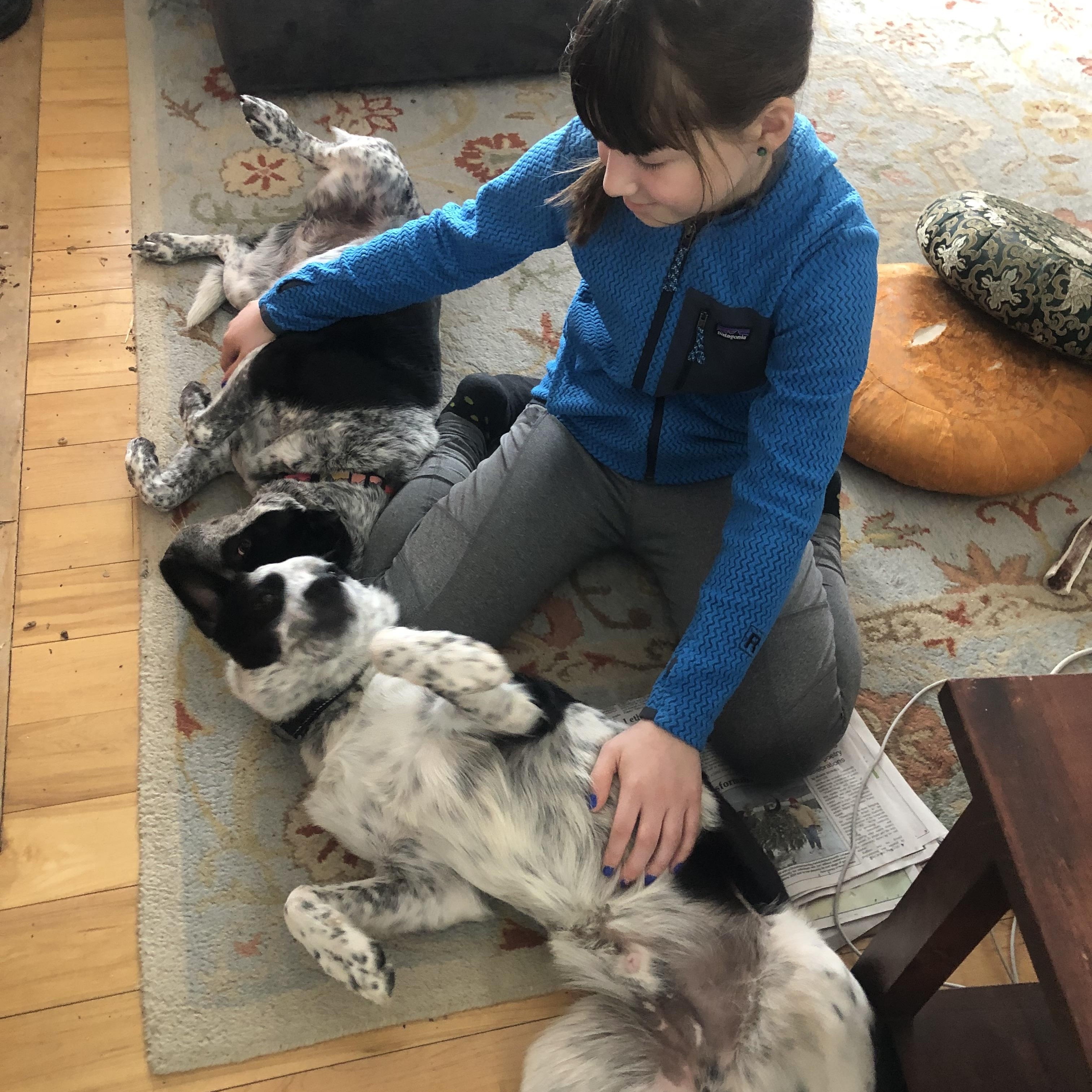 Enlarge Levi, an adopted mixed breed in Middlebury, VT image 4/5