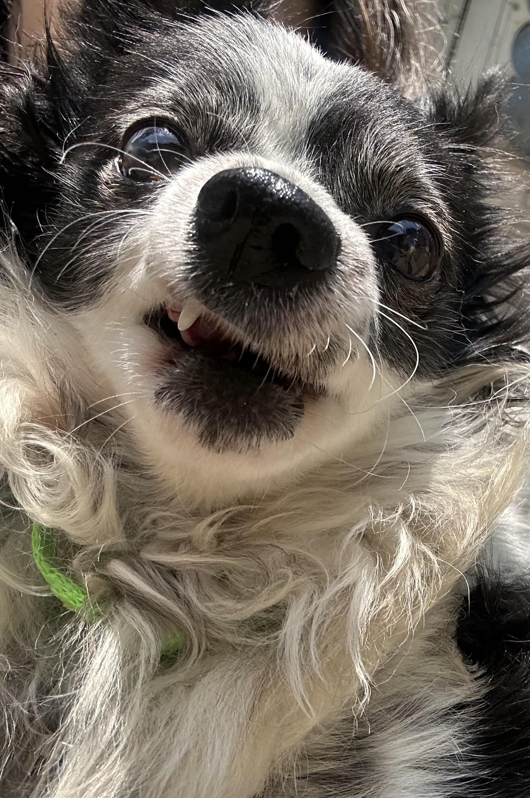 Popsicle, adopted, Senior Male Chihuahua & Pomeranian.