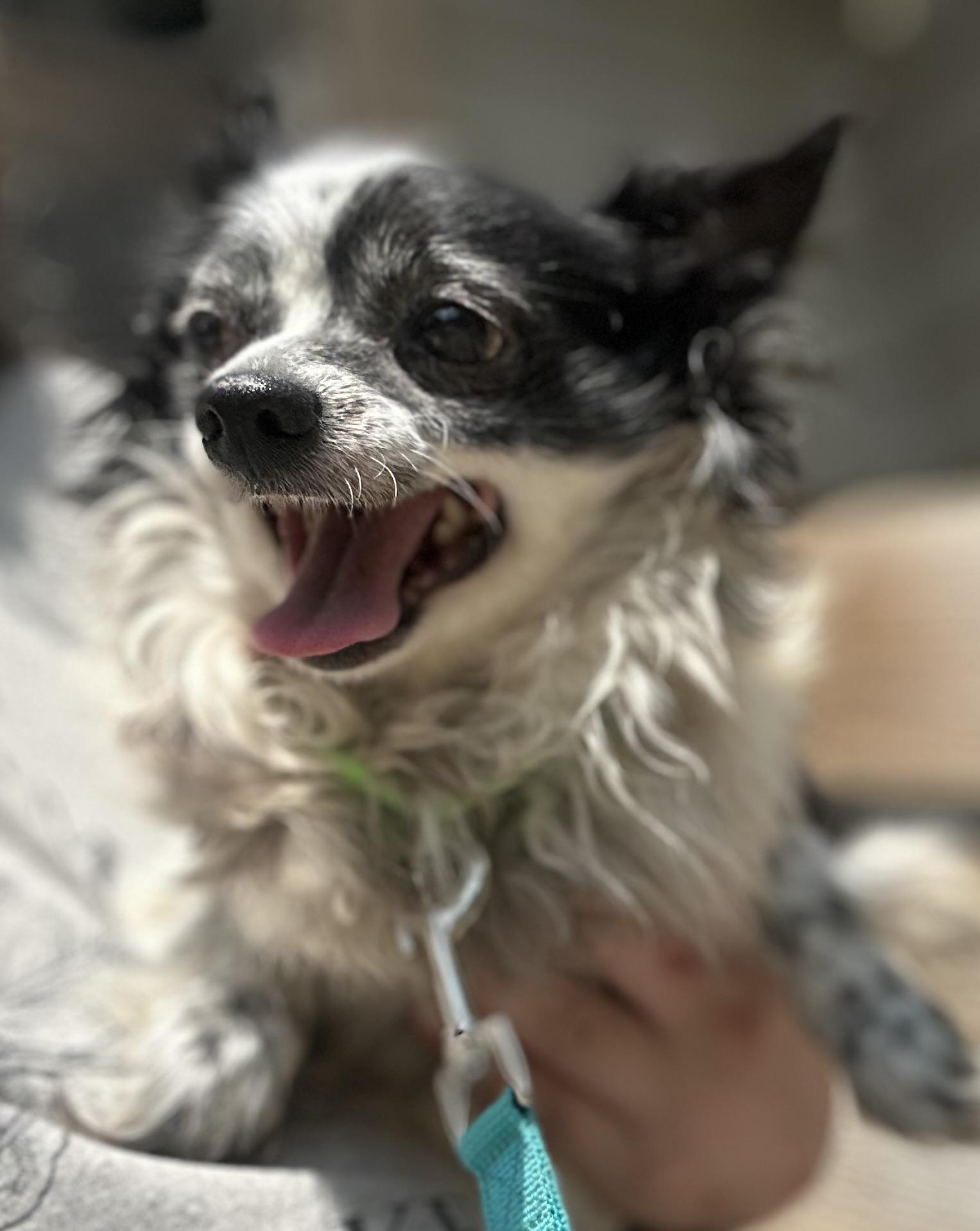 Enlarge Popsicle, an adopted mixed breed in Oak Ridge, NJ image 4/5