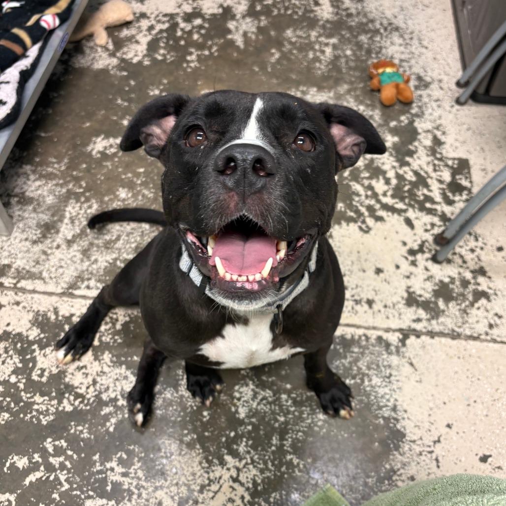 Zoey, a Adoptable Pit Bull Terrier in Columbia, MO image 1/6